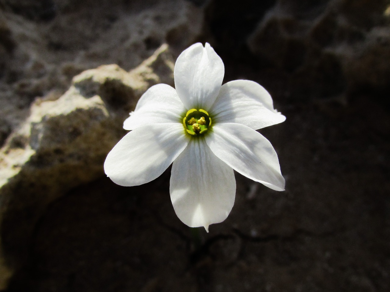 lily flower white free photo