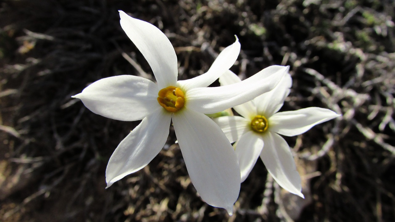 lily flower white free photo