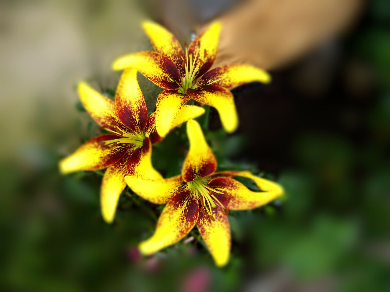 lily lilies yellow free photo