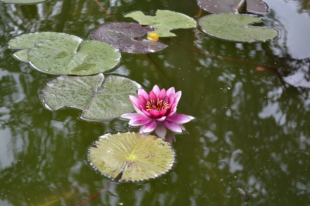 lily flower lake free photo