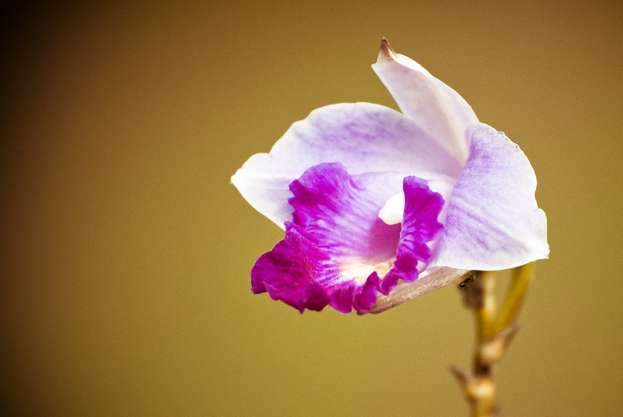 lily flower garden nature free photo