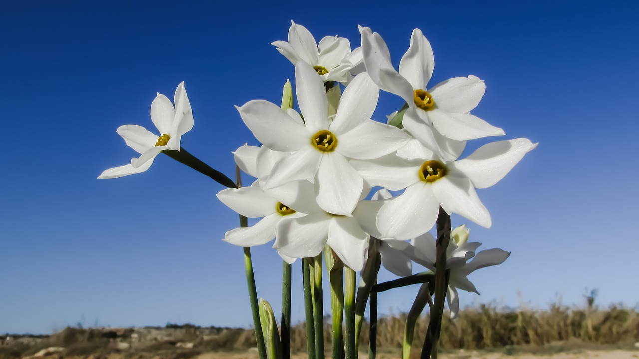 lily flower white free photo