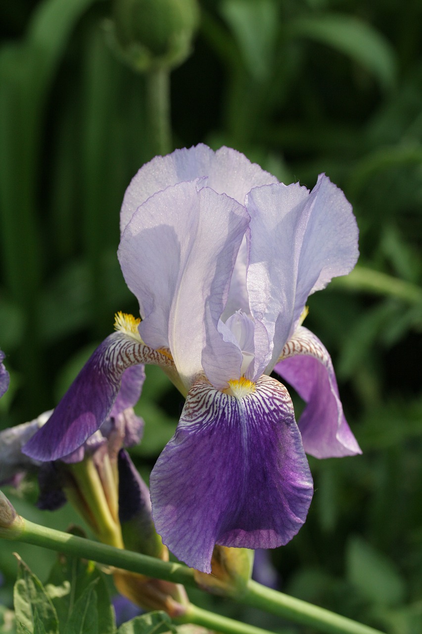 lily violet flower garden free photo