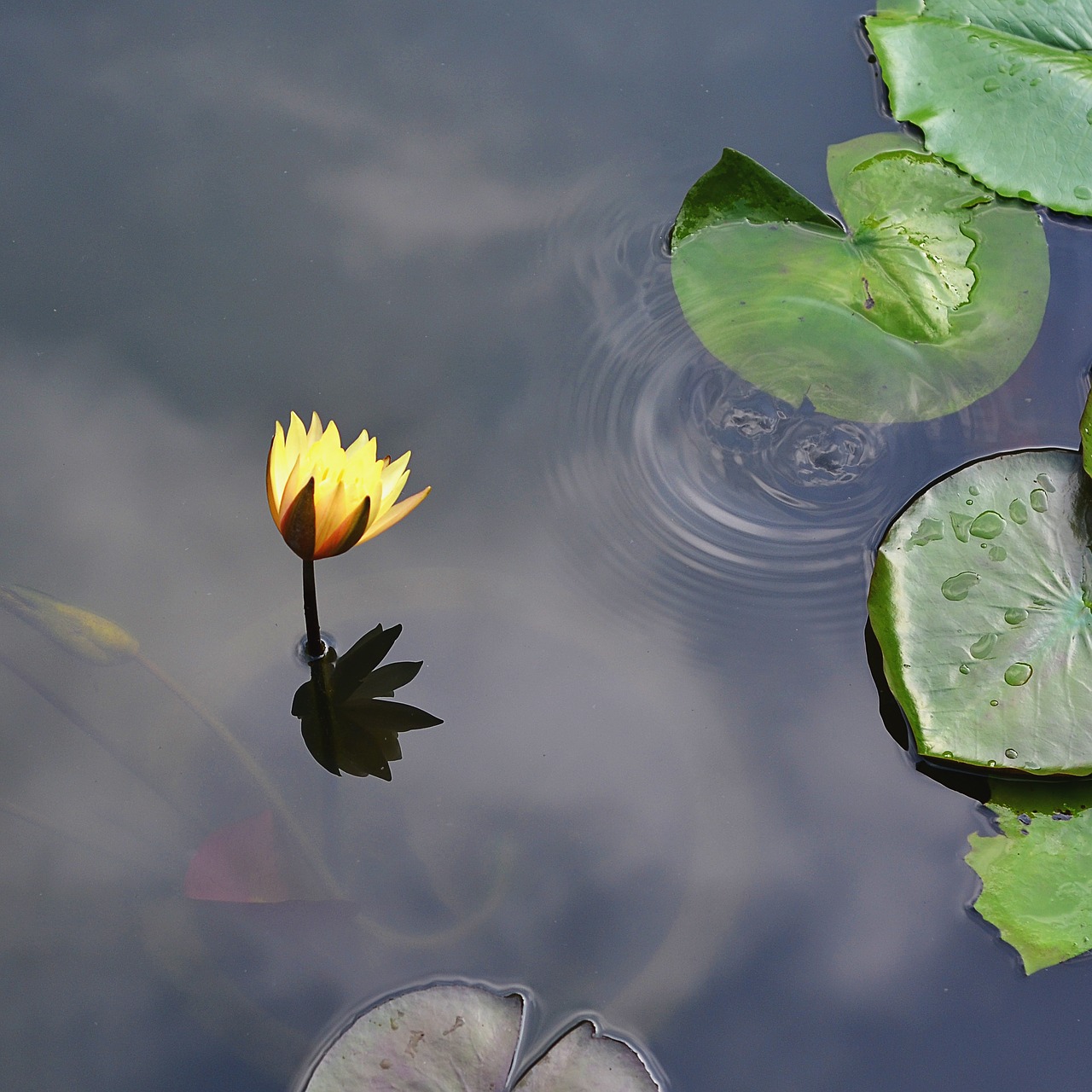 lily gun cotton lake free photo