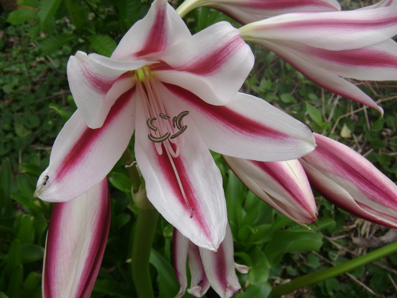 lily flowers lilies free photo