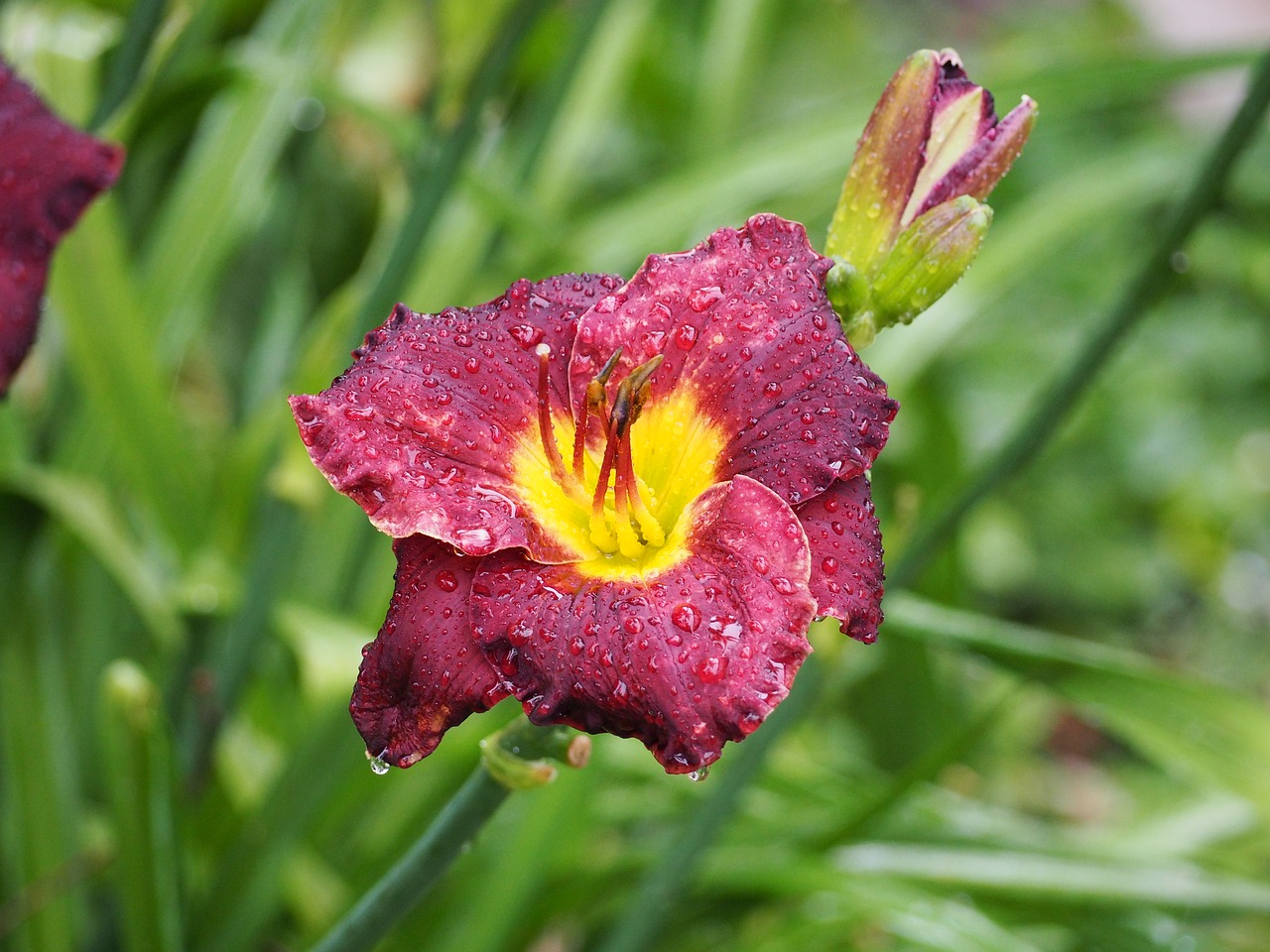 lily water drops flower free photo