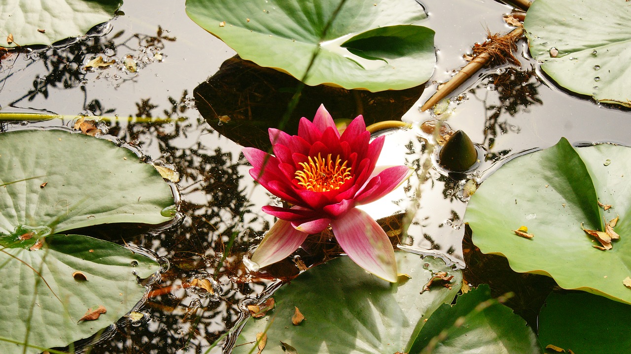 lily pond water free photo