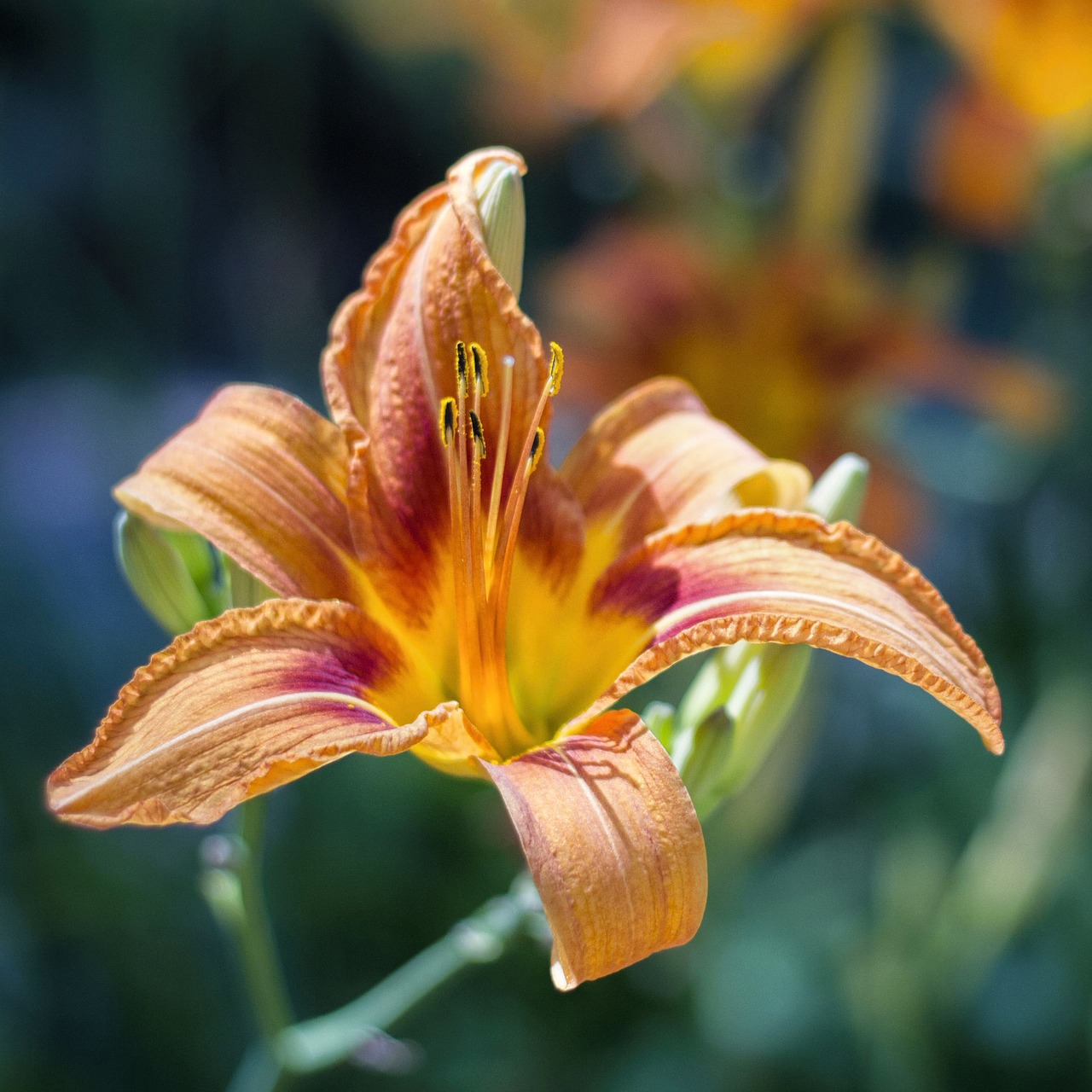 lily daylily orange free photo