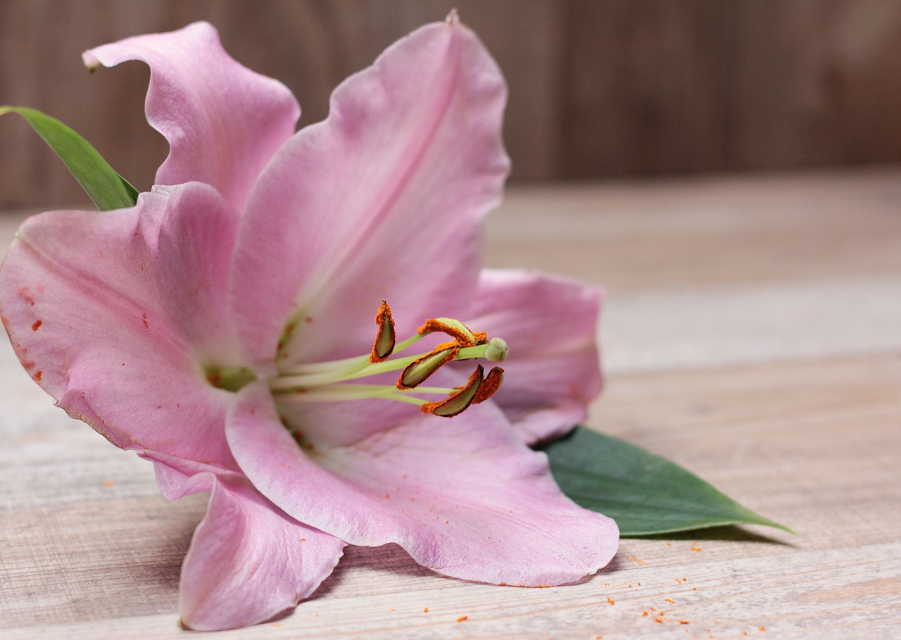 lily flower blossom free photo