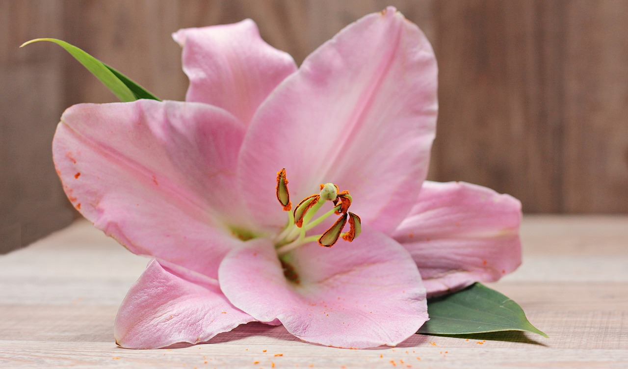 lily flower blossom free photo