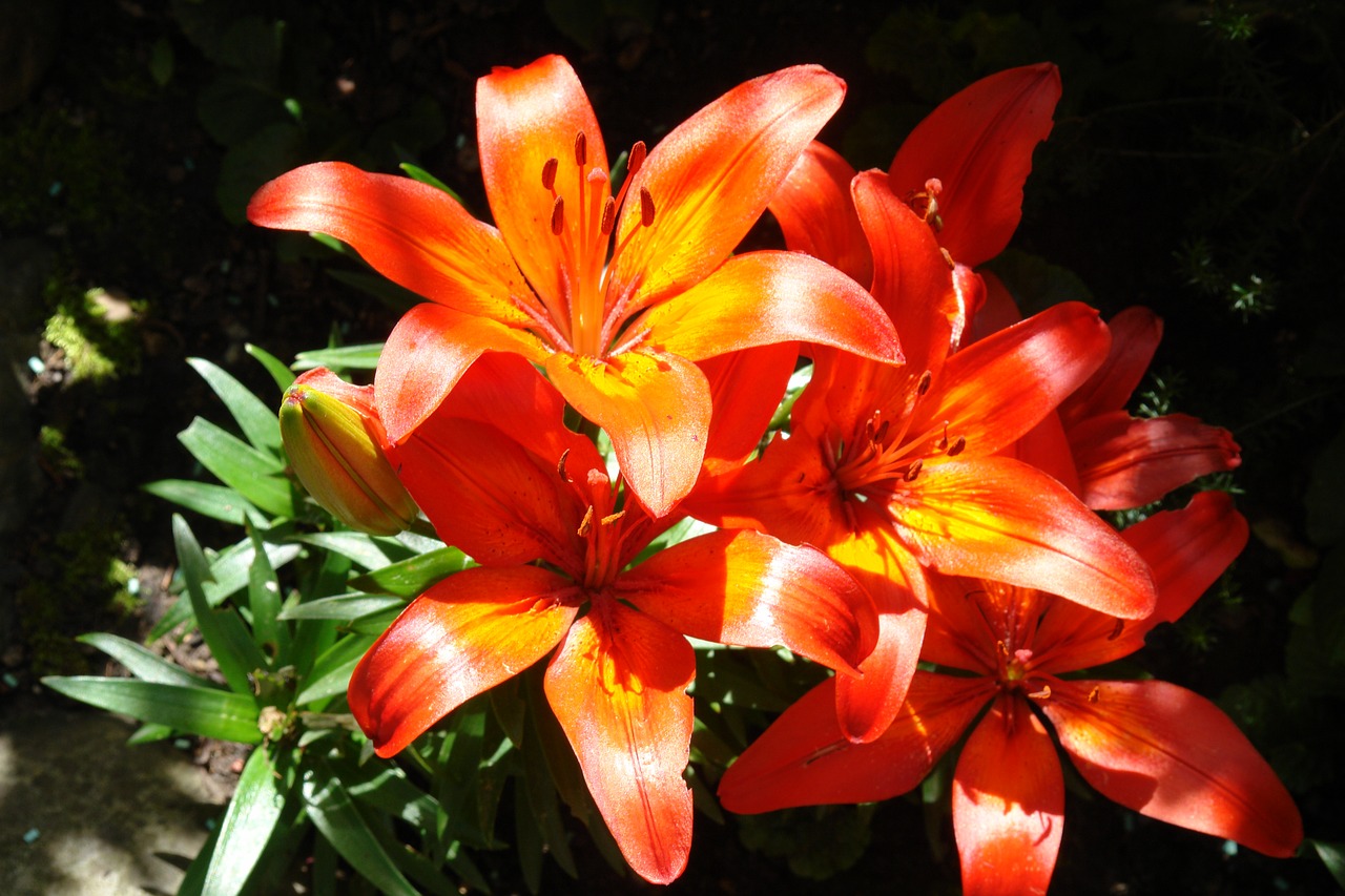 lily plant garden free photo