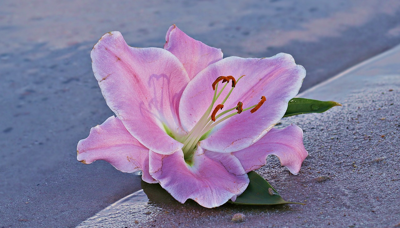 lily flower blossom free photo