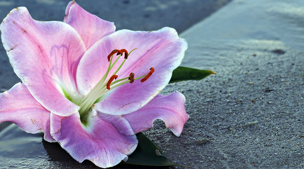 lily flower blossom free photo