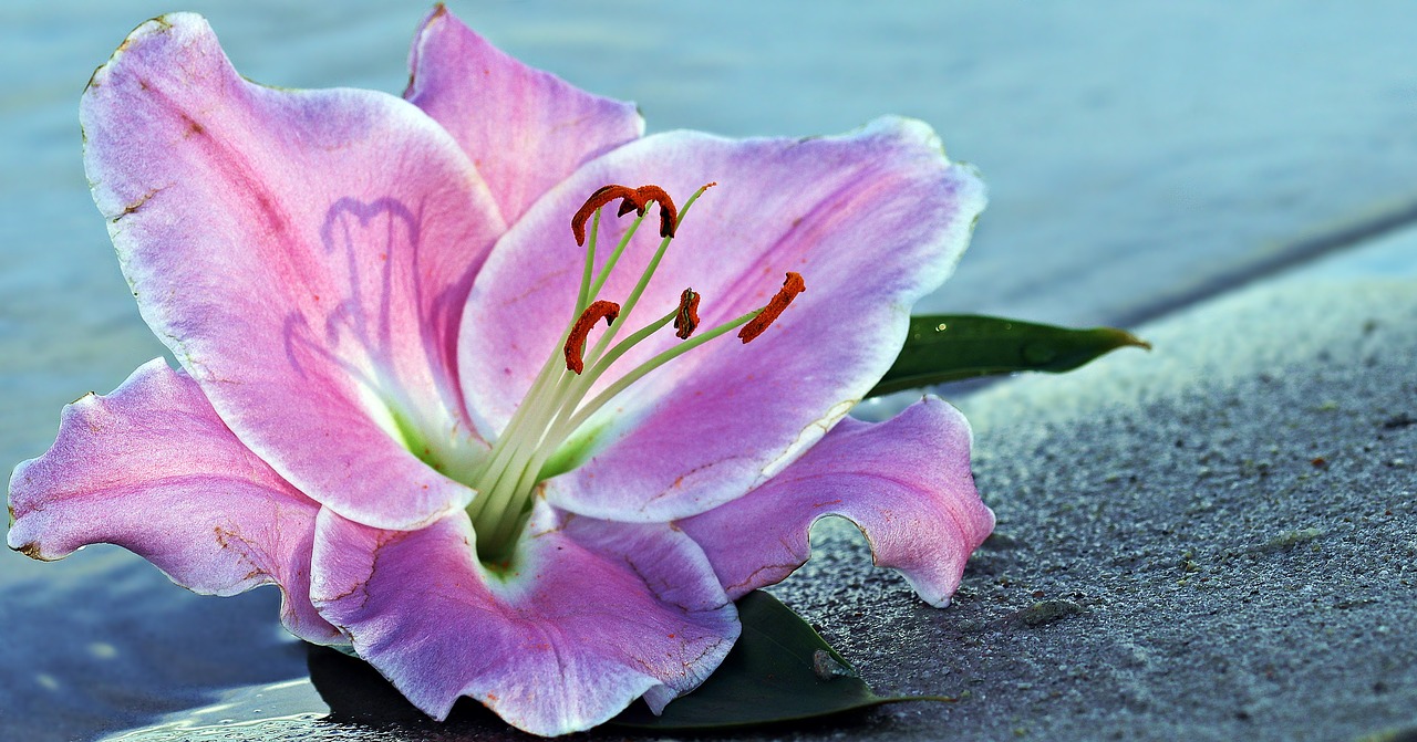 lily flower blossom free photo