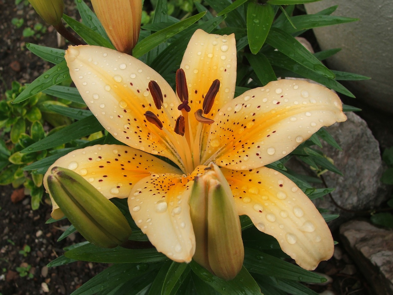 lily orange yellow free photo