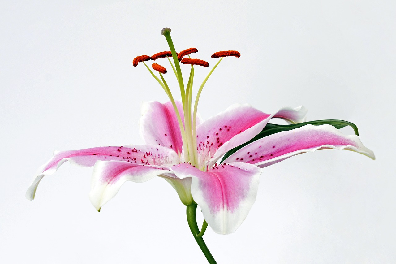 lily blossom bloom free photo