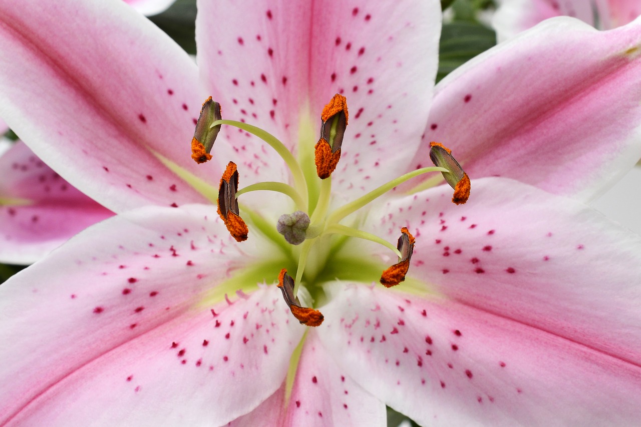 lily blossom bloom free photo
