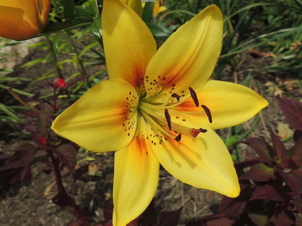 lily yellow lily flower free photo