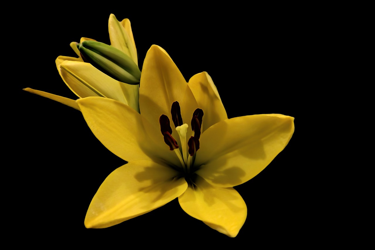 lily daylily yellow free photo