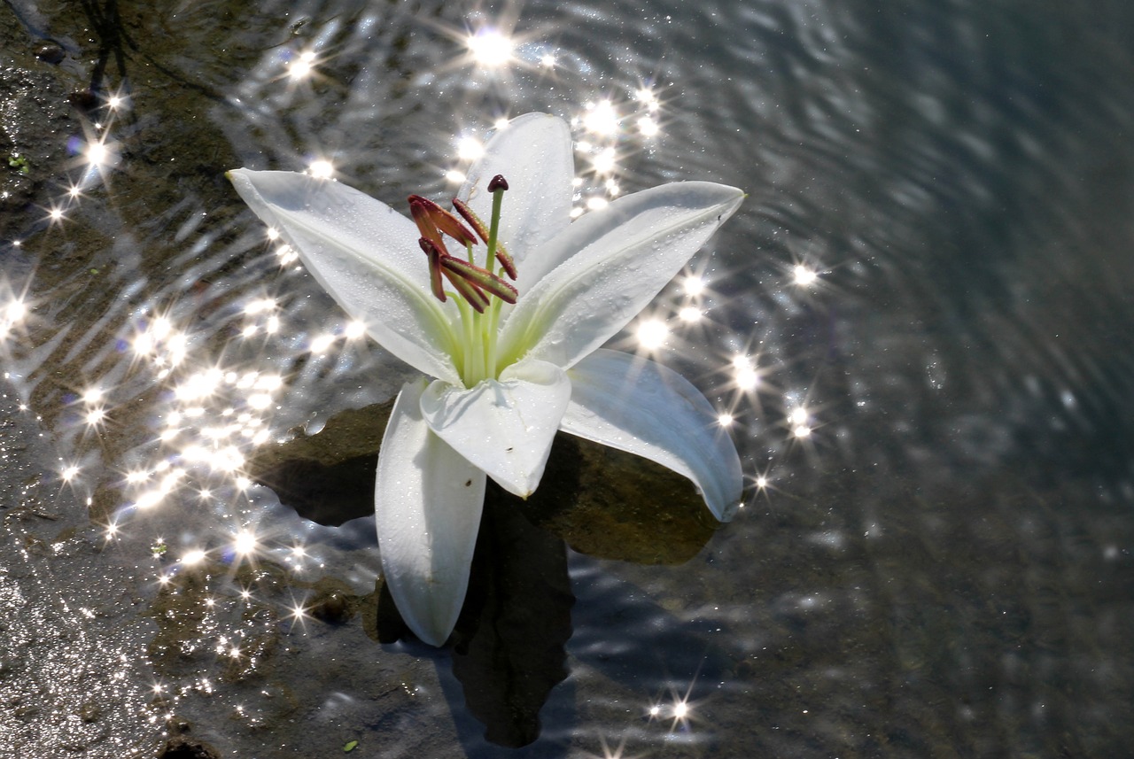lily water flower free photo