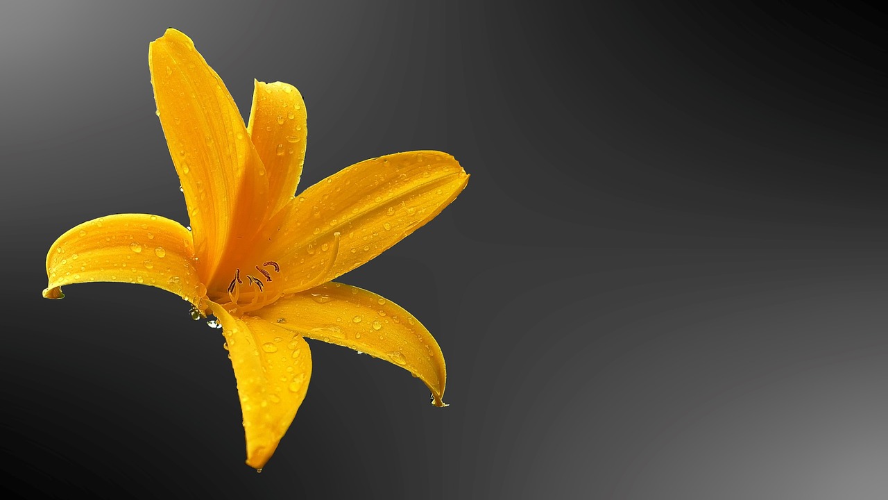 lily lily yellow blossom free photo