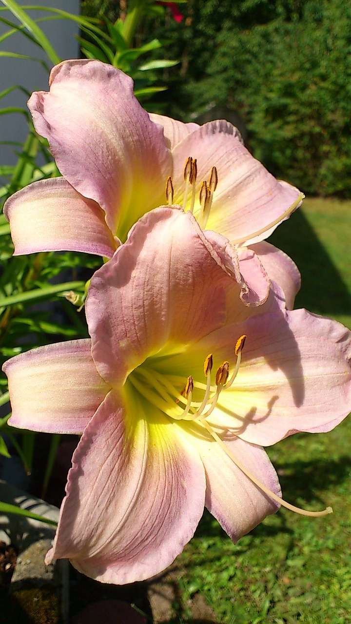 lily flower pink free photo