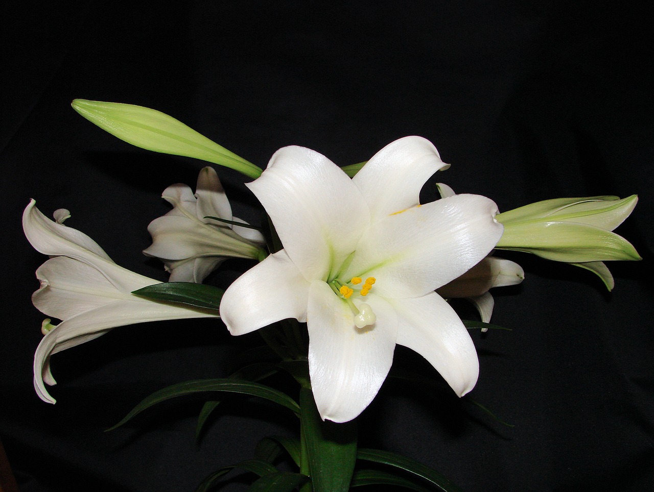 lily flower spring free photo