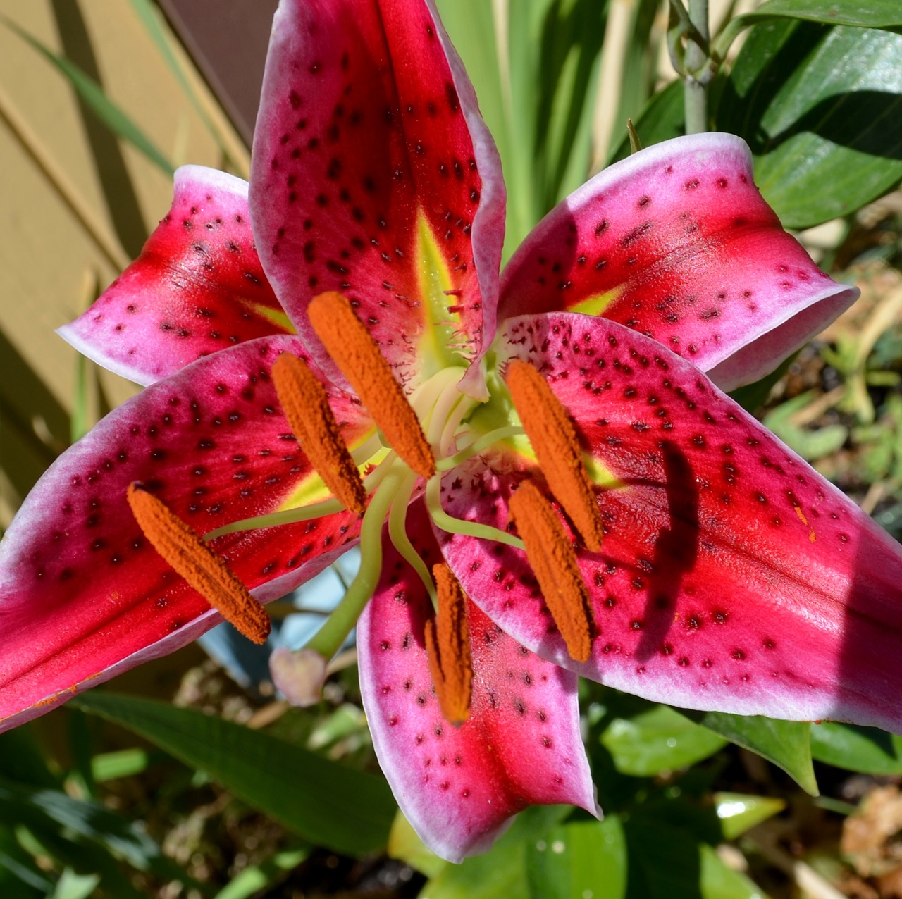 lily red pink free photo