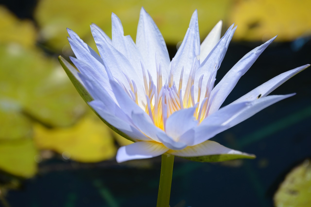 lily water blue free photo