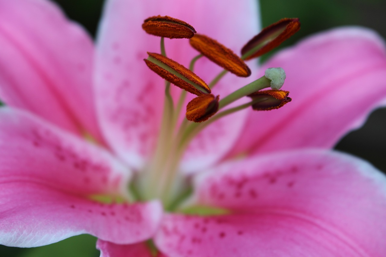 lily pink lily flower free photo