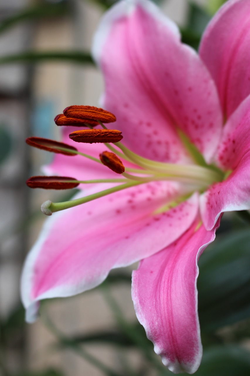 lily pink pollen free photo