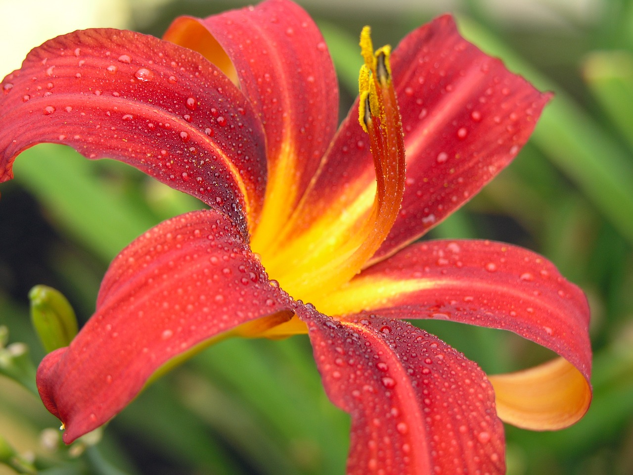 lily flower purple free photo