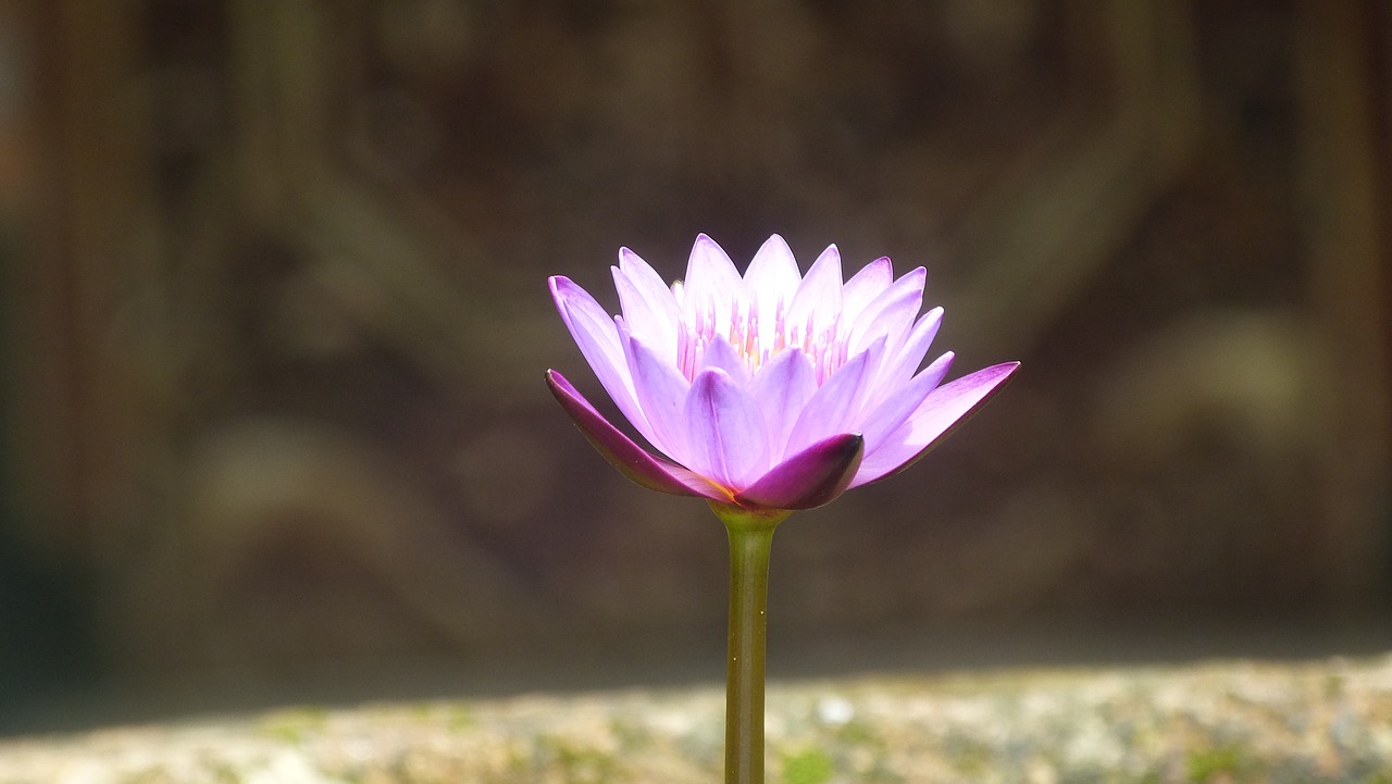 lily water water lily free photo