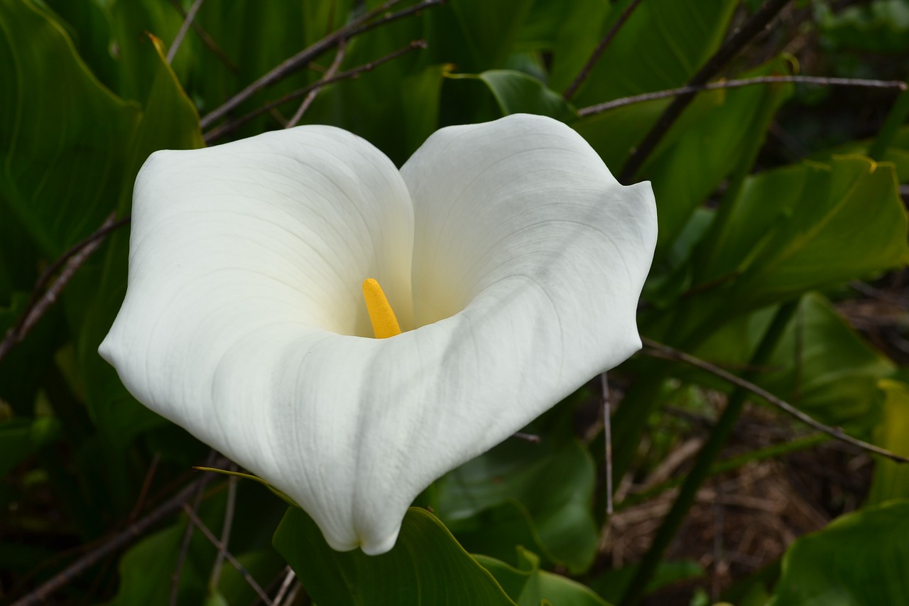 lily flower blossom free photo