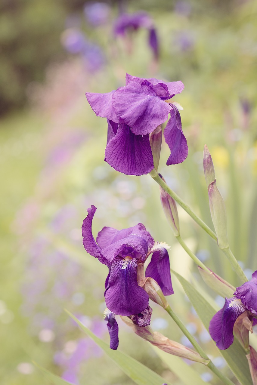 lily iris purple free photo