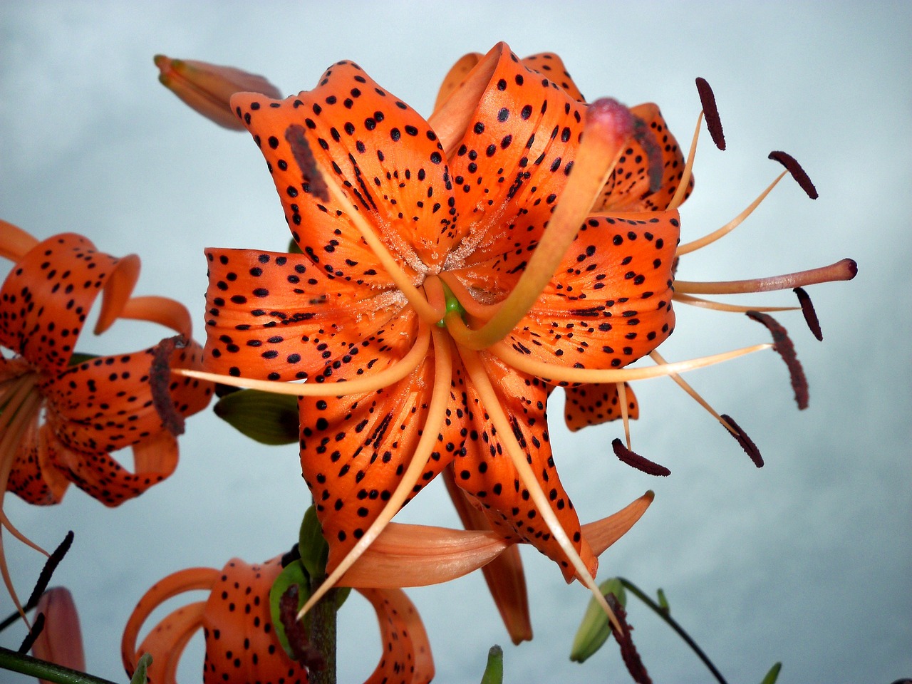 lily tiger lily stamens free photo