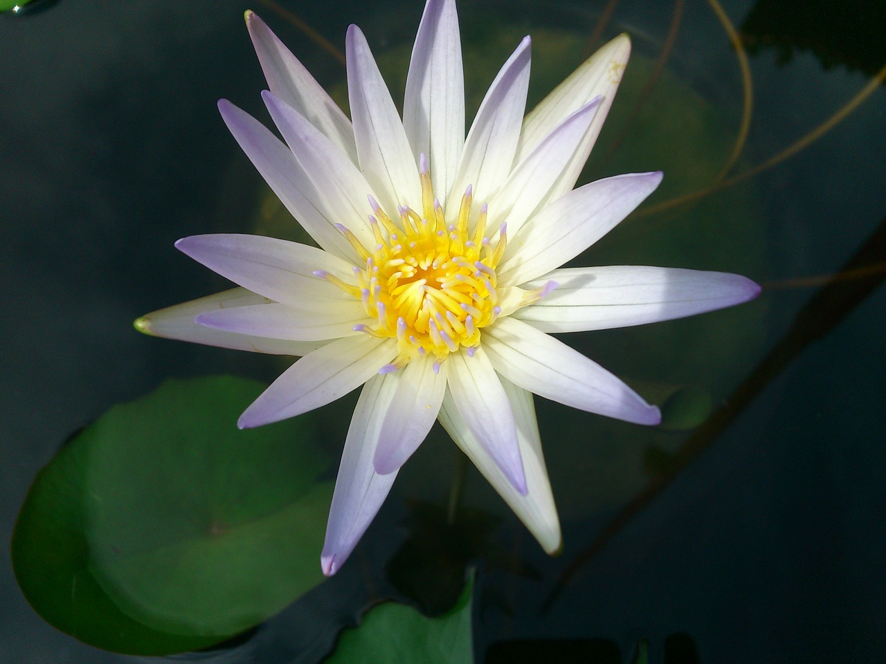 lily water lily white water lily free photo