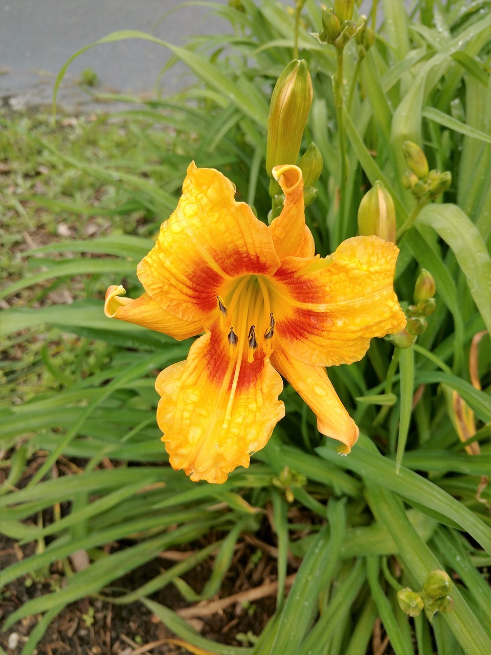 lily yellow orange free photo