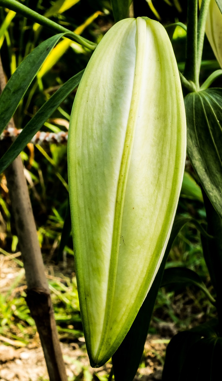 lily blossom bloom free photo