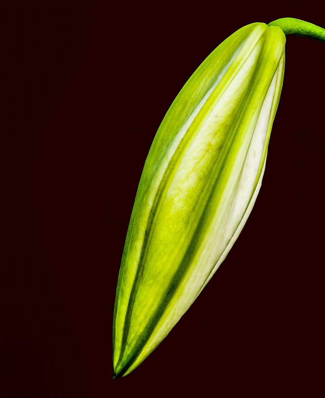 lily blossom bloom free photo