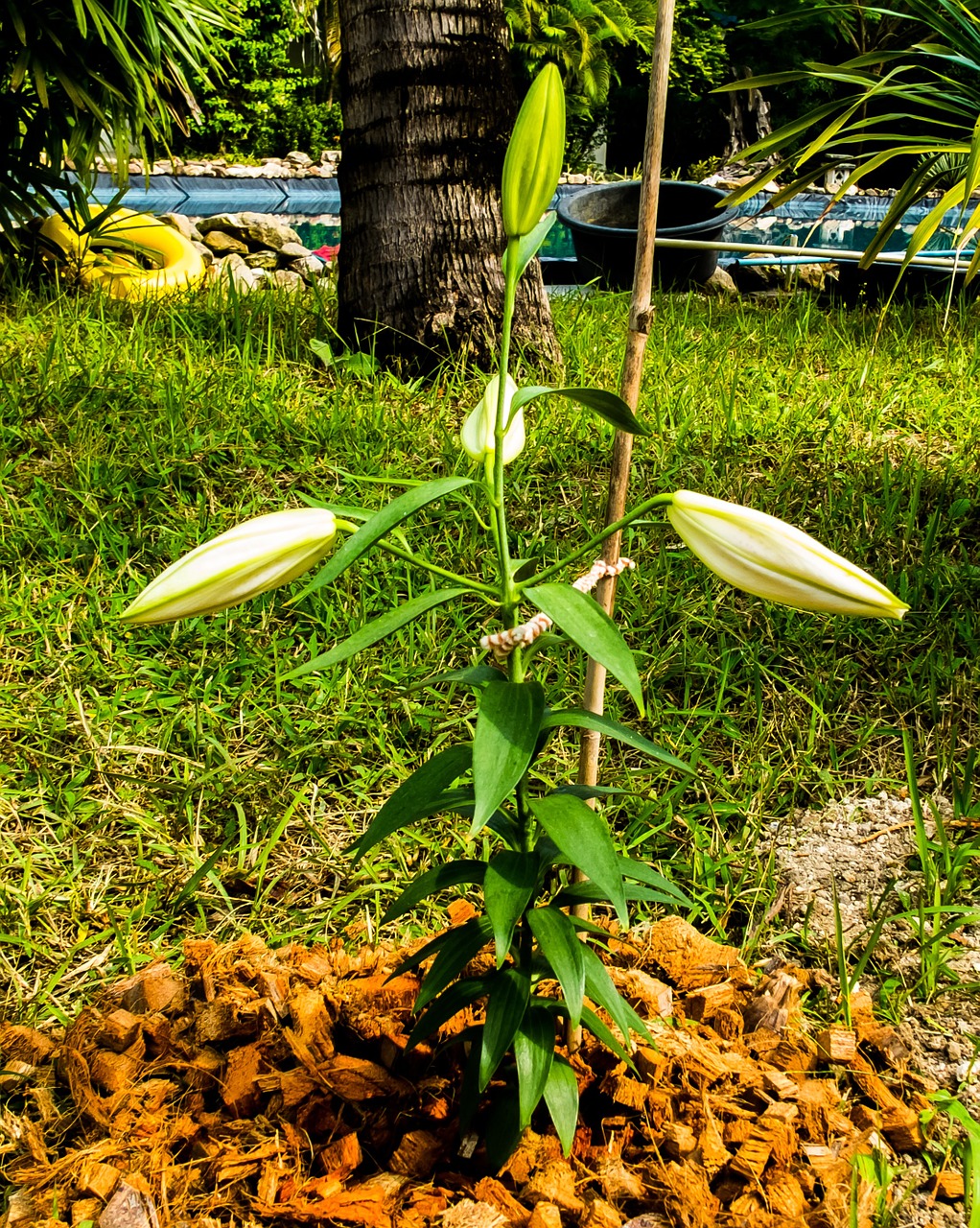 lily blossom bloom free photo