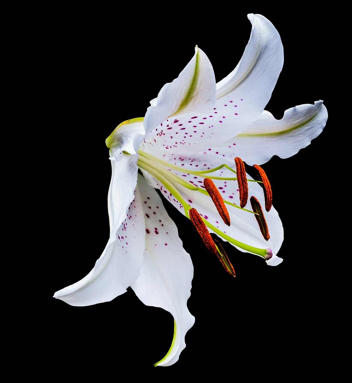 lily blossom bloom free photo