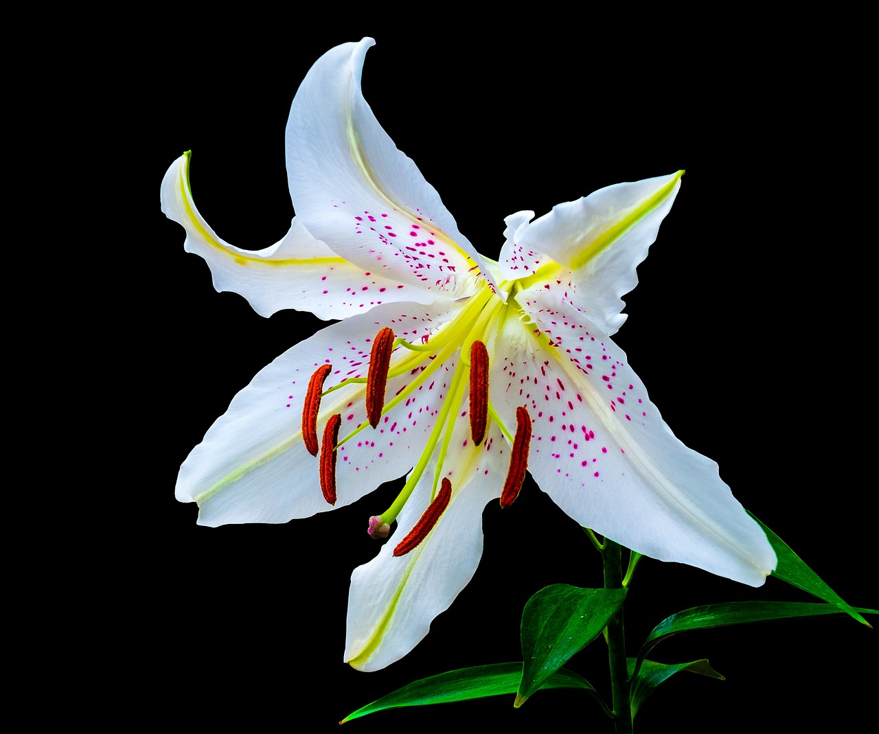 lily blossom bloom free photo