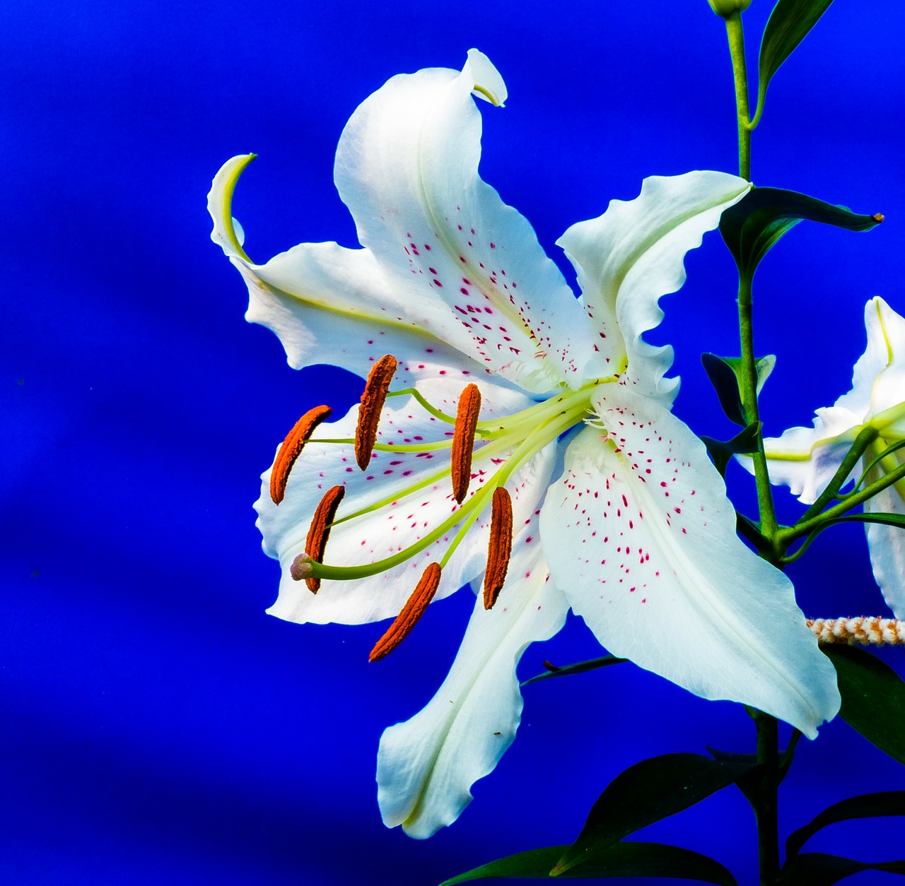 lily blossom bloom free photo