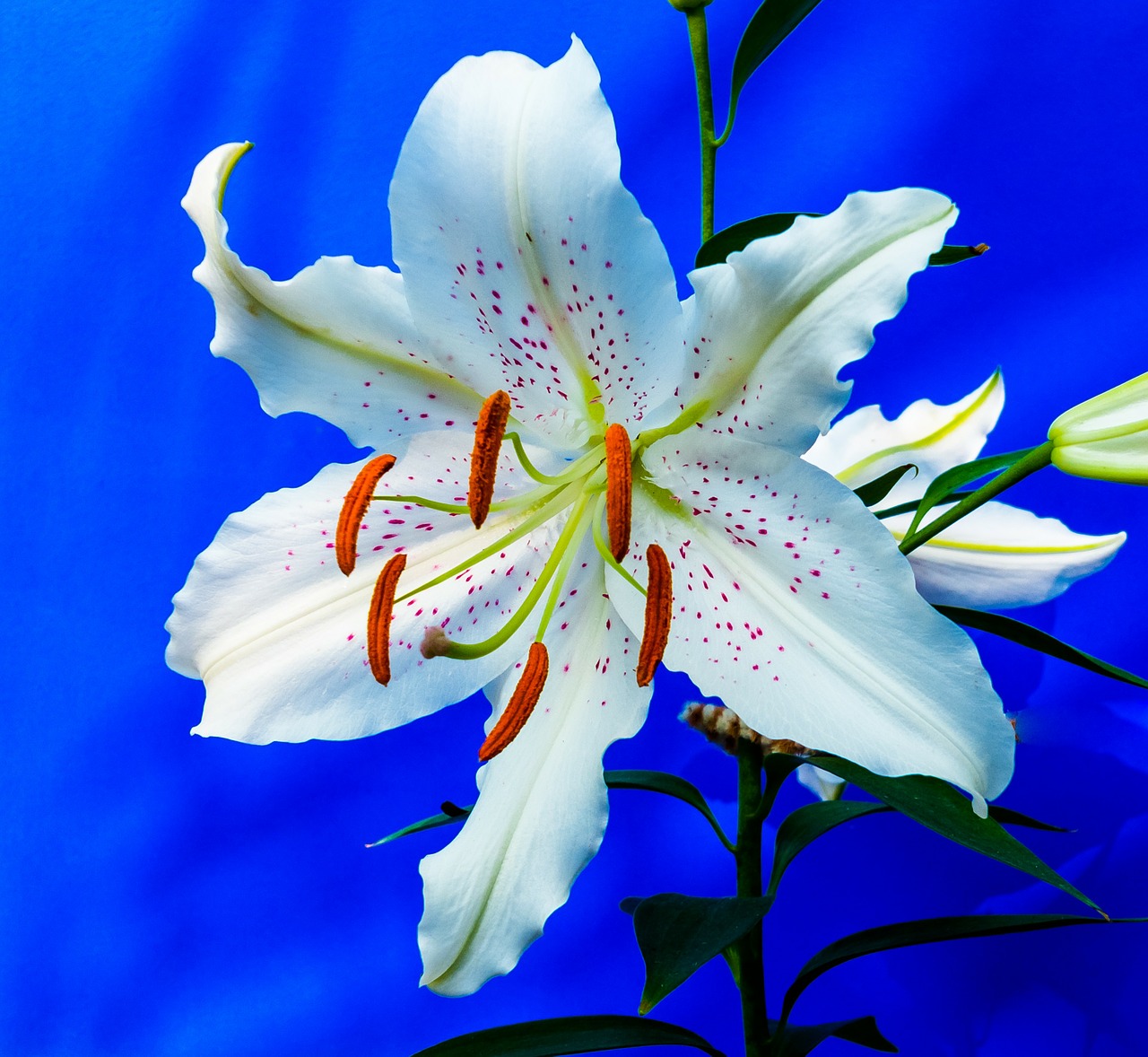 lily blossom bloom free photo