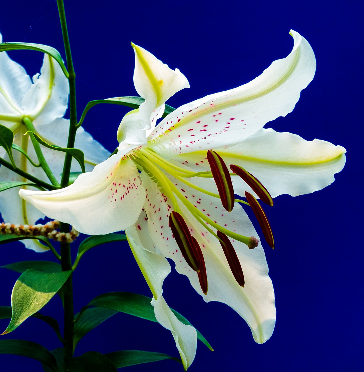 lily blossom bloom free photo