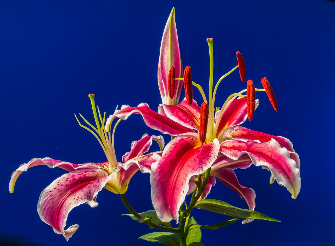 lily blossom bloom free photo