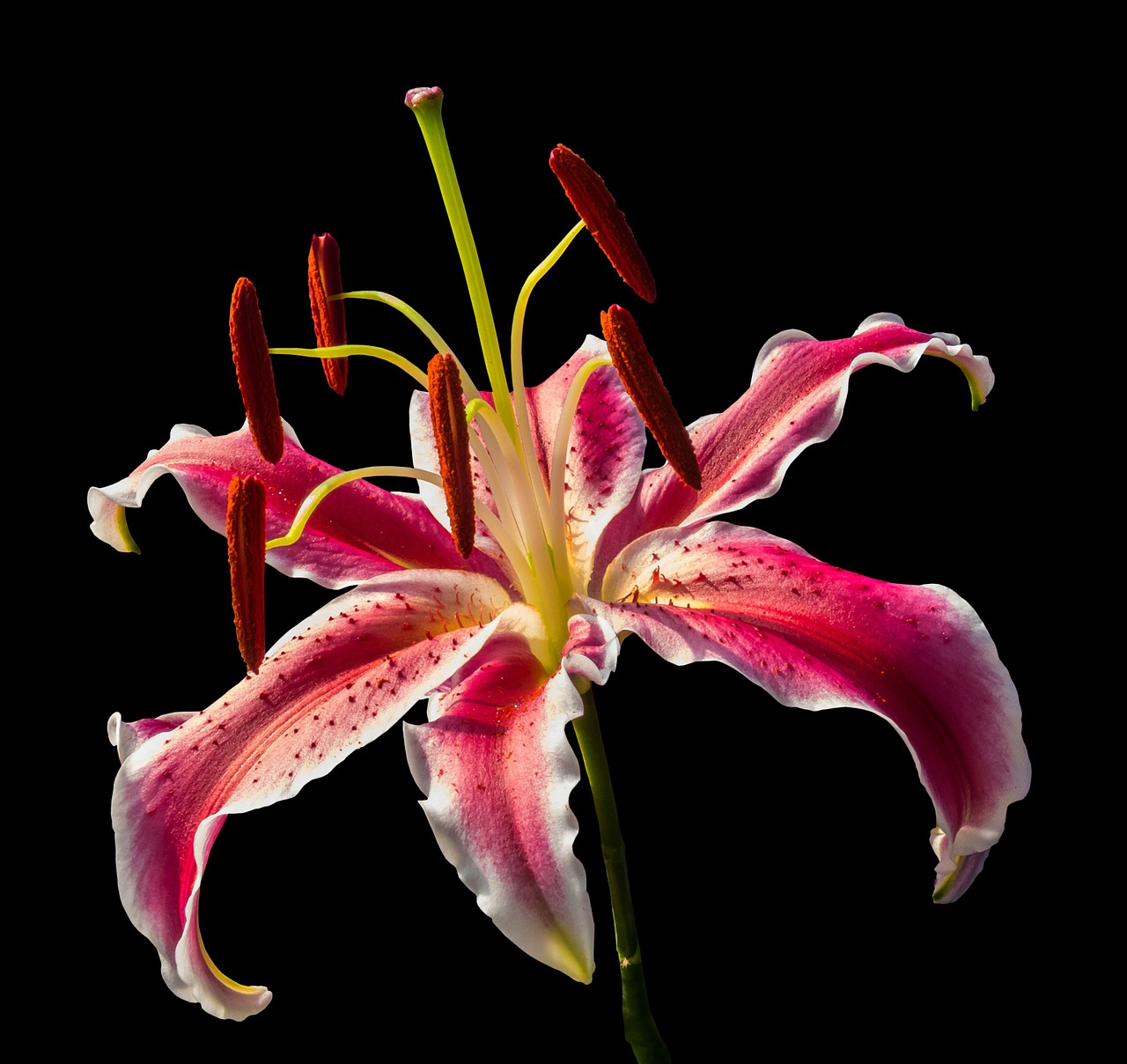 lily blossom bloom free photo