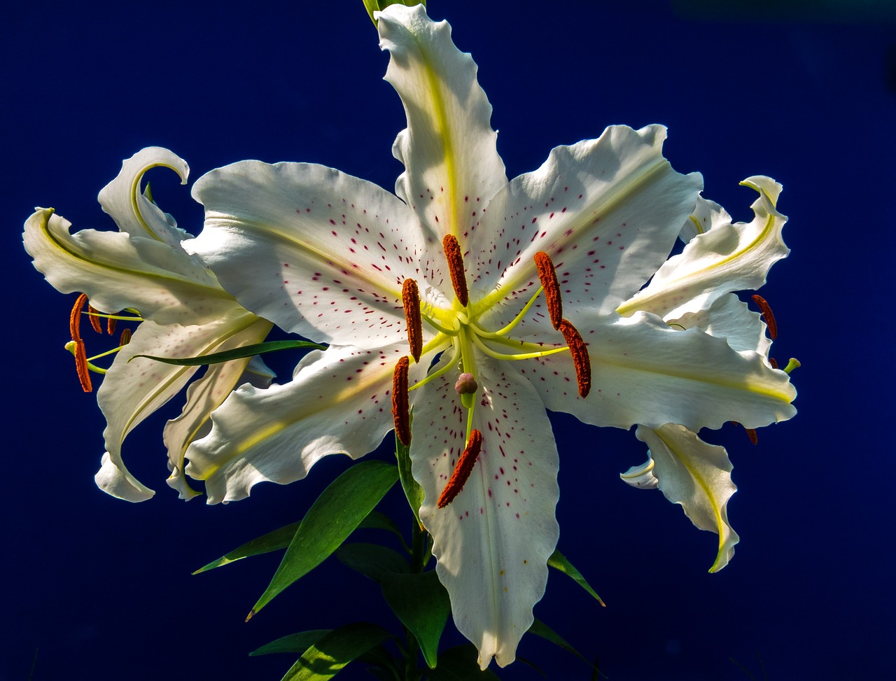 lily blossom bloom free photo