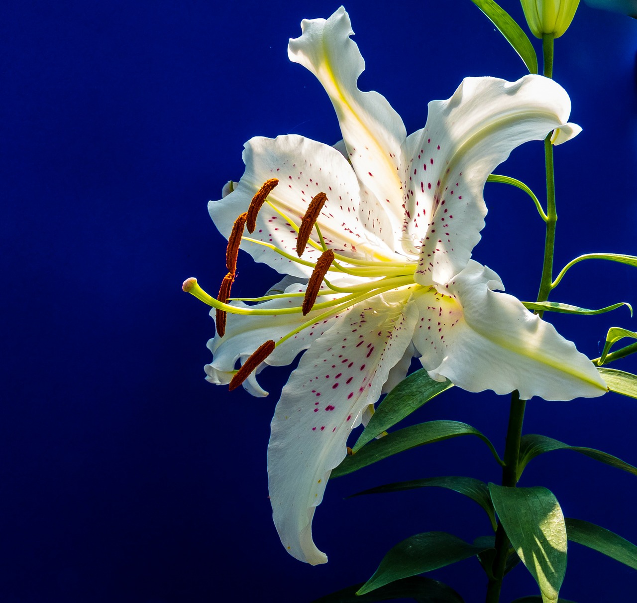 lily blossom bloom free photo